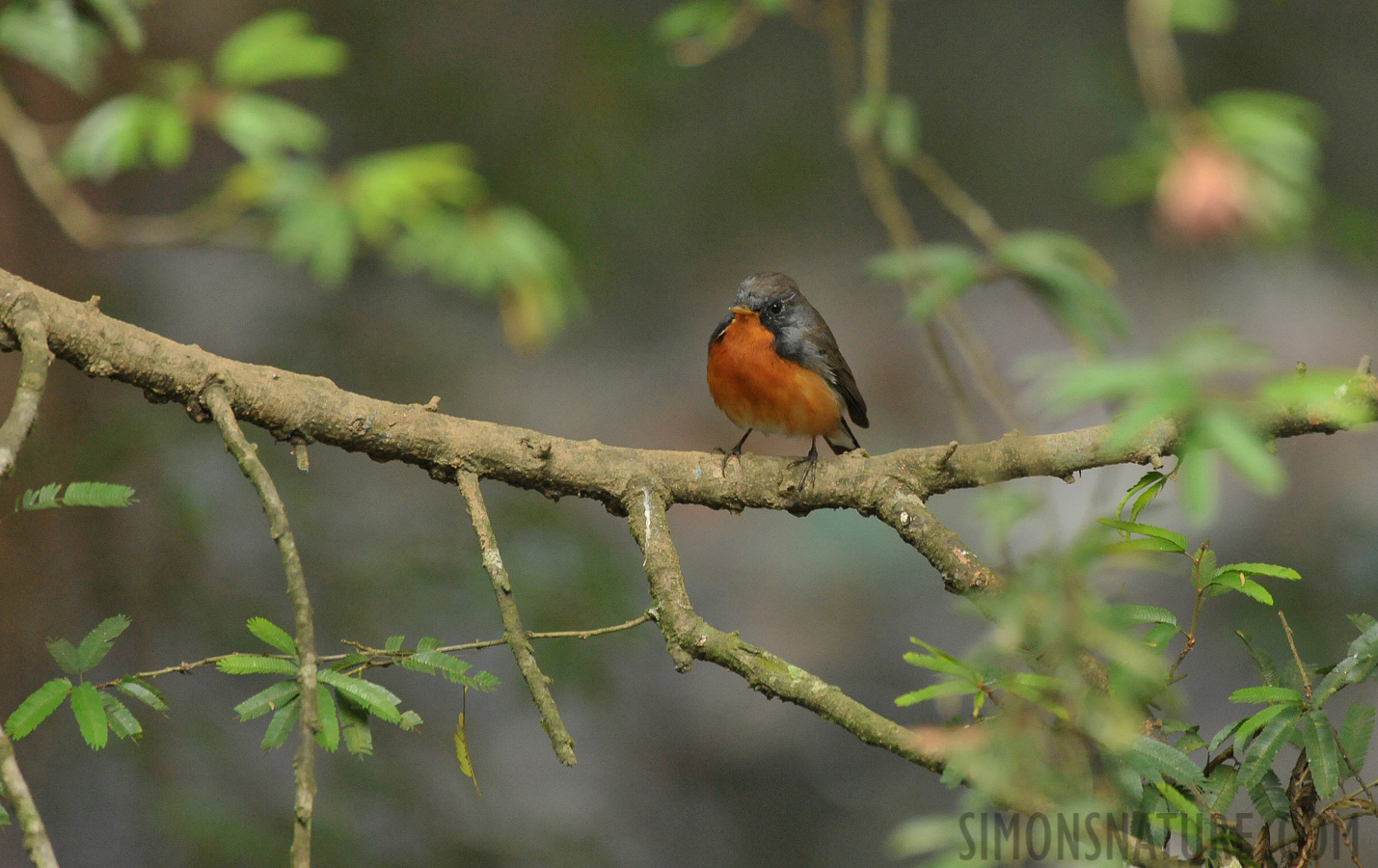 Ficedula subrubra [550 mm, 1/100 sec at f / 7.1, ISO 4000]